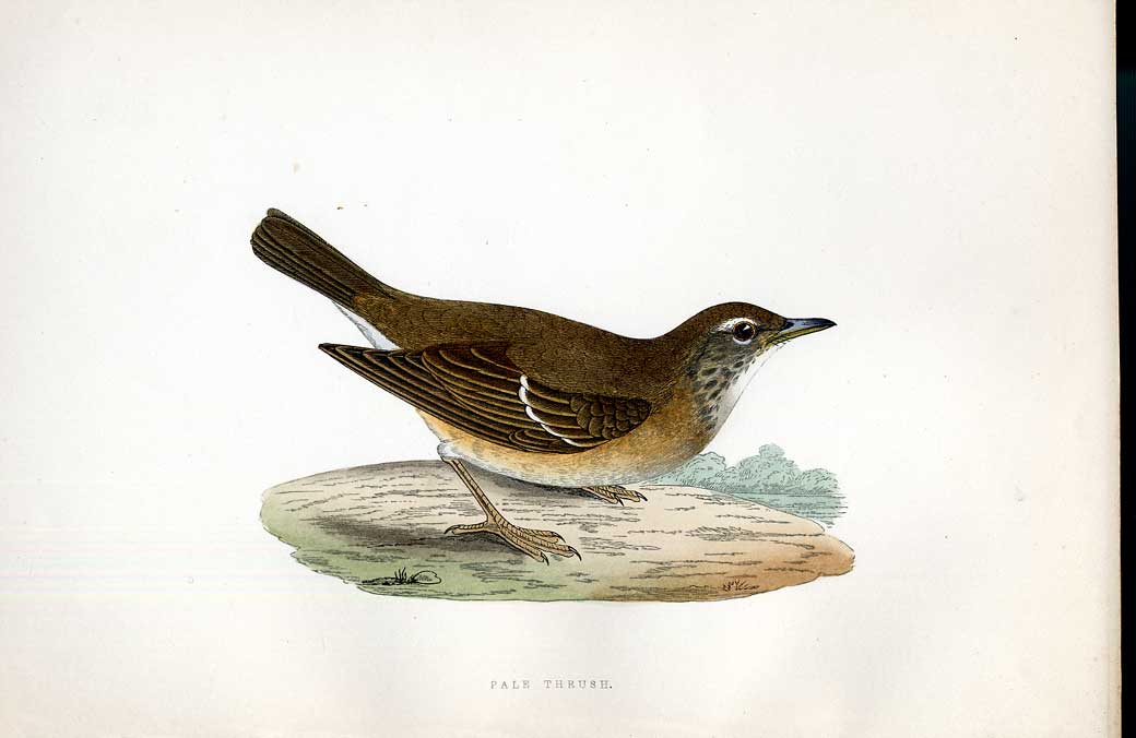 Original Old Antique Print Nutcracker Meyer H/C Birds 1842-50 19th