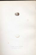 Original Old Antique Print Nuthatch Meyer H/C Birds 1842-50 19th