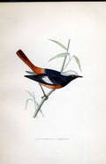 Original Old Antique Print Cuckoo Meyer H/C Birds 1842-50 19th Century