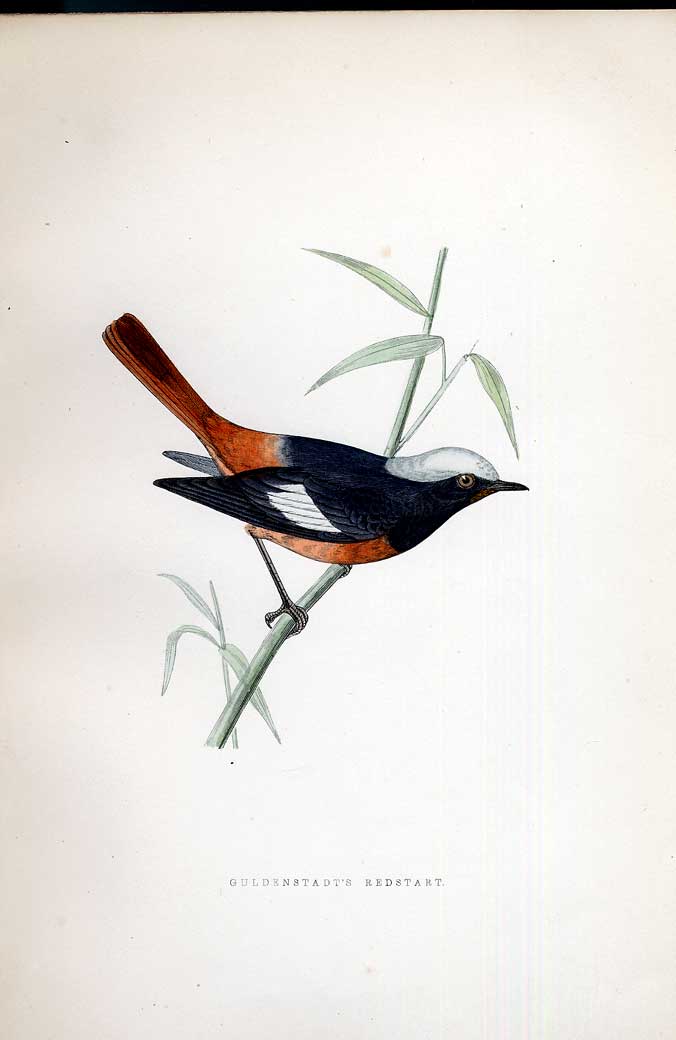 Original Old Antique Print Cuckoo Meyer H/C Birds 1842-50 19th Century