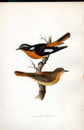 Original Old Antique Print American Cuckoo Meyer H/C Birds 1842-50 Victorian