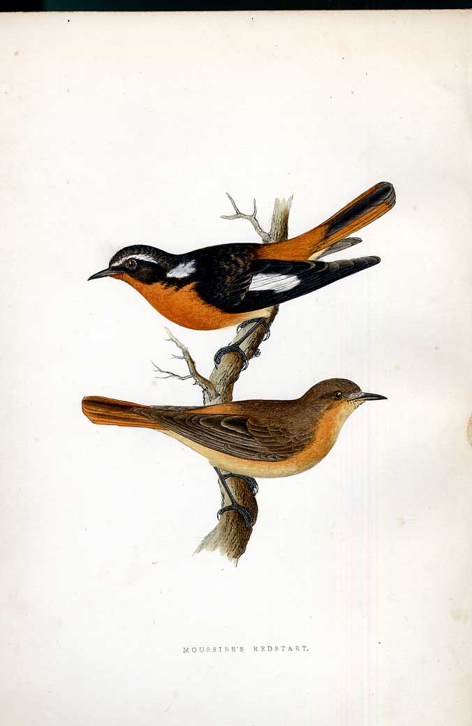 Original Old Antique Print American Cuckoo Meyer H/C Birds 1842-50 Victorian