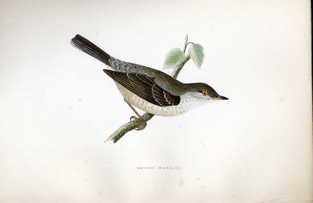 Original Old Antique Print Cock The Wood Meyer H/C Birds 1842-50 19th