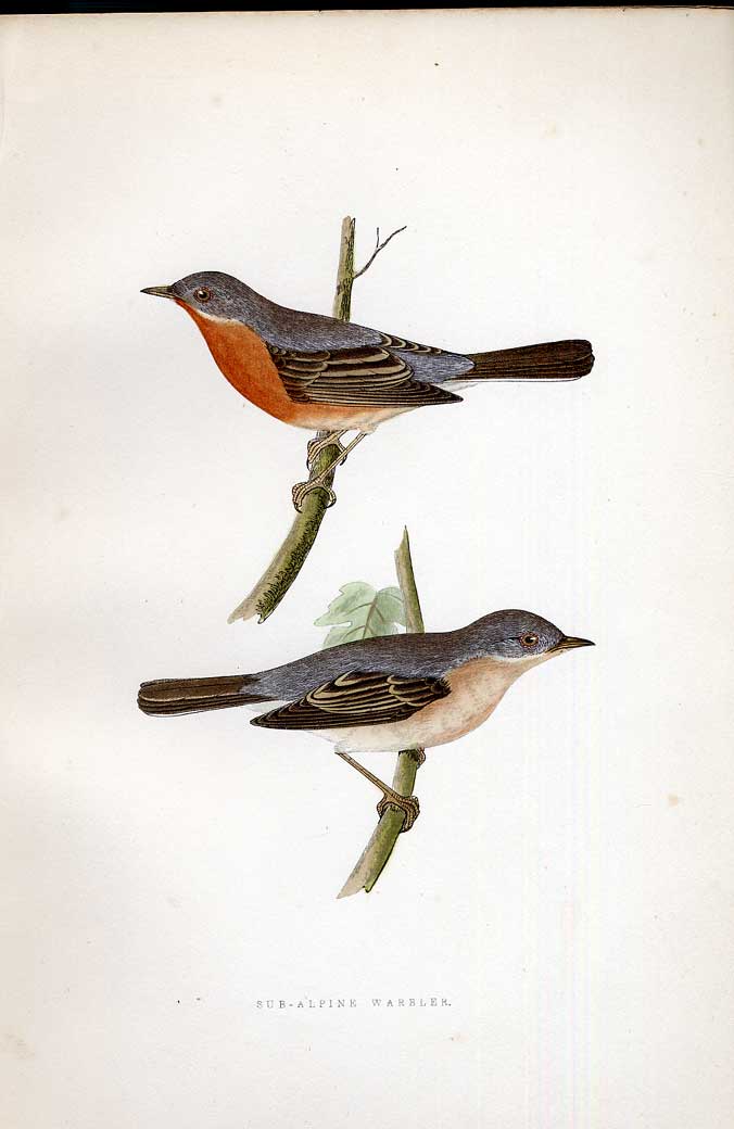 Original Old Antique Print Partridge Meyer H/C Birds 1842-50 19th