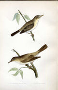 Original Old Antique Print Barbary Partridge Meyer H/C Birds 1842-50 Victorian