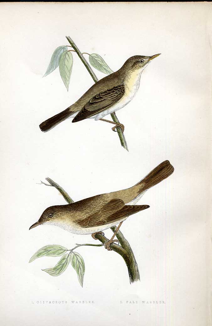 Original Old Antique Print Barbary Partridge Meyer H/C Birds 1842-50 Victorian