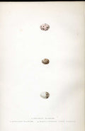 Original Old Antique Print Andalusian Hemipole Meyer H/C Birds 1842-50 Victorian