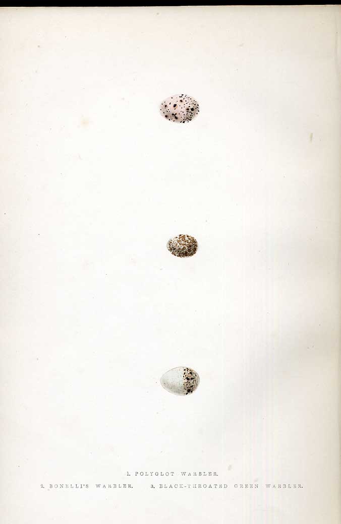 Original Old Antique Print Andalusian Hemipole Meyer H/C Birds 1842-50 Victorian