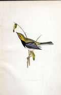 Original Old Antique Print Great White Heron Meyer H/C Birds 1842-50 Victorian