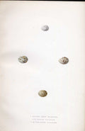 Original Old Antique Print Little Egret Meyer H/C Birds 1842-50 19th