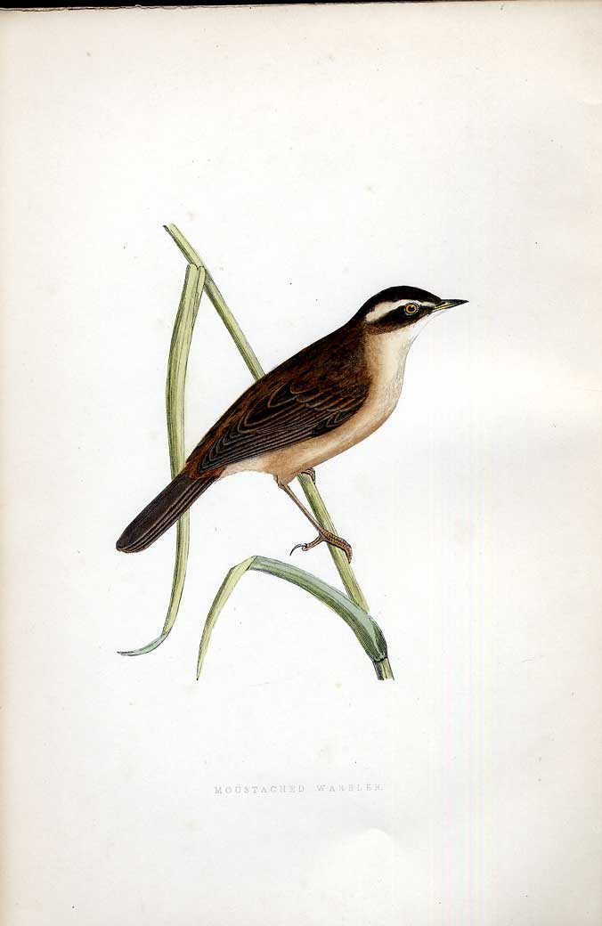 Original Old Antique Print Buff Backed Heron Meyer H/C Birds 1842-50 Victorian