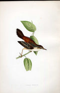 Original Old Antique Print Squacco Heron Meyer H/C Birds 1842-50 19th