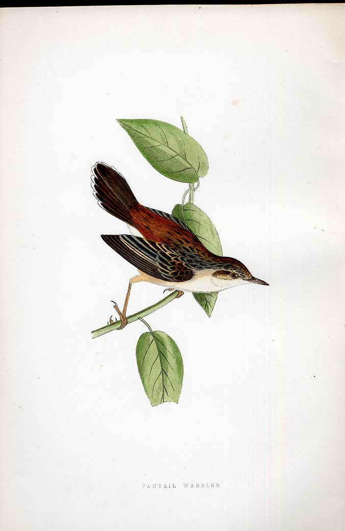 Original Old Antique Print Squacco Heron Meyer H/C Birds 1842-50 19th