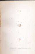 Original Old Antique Print American Bittern Meyer H/C Birds 1842-50 Victorian