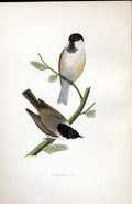 Original Old Antique Print Night Heron Meyer H/C Birds 1842-50 19th