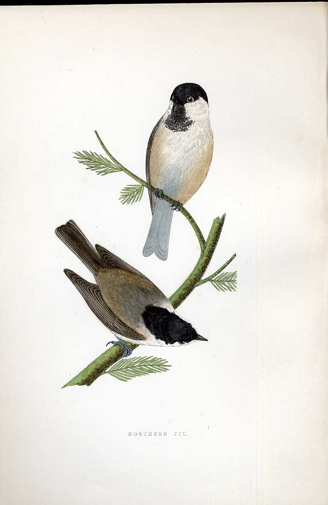 Original Old Antique Print Night Heron Meyer H/C Birds 1842-50 19th