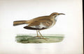 Original Old Antique Print Spoonbill Meyer H/C Birds 1842-50 19th