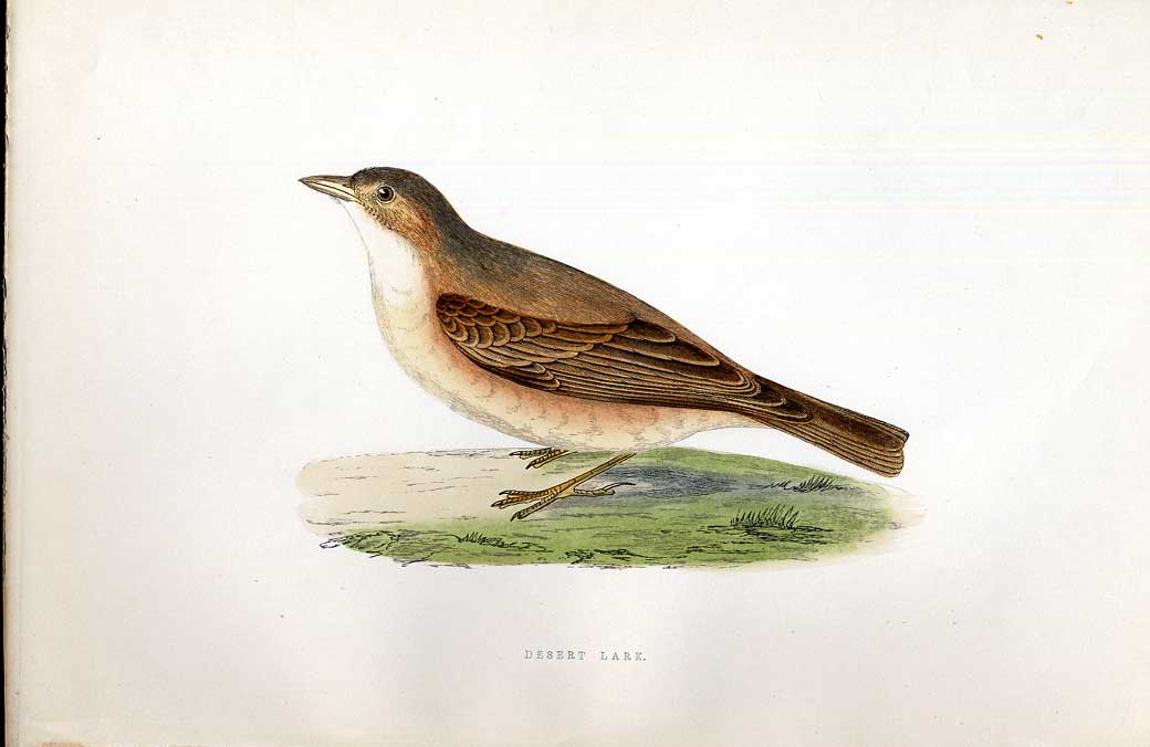 Original Old Antique Print Whimbrel Curlew Meyer H/C Birds 1842-50 Victorian