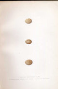 Original Old Antique Print Redshank Meyer H/C Birds 1842-50 19th