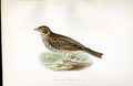 Original Old Antique Print Green Sandpiper Meyer H/C Birds 1842-50 Victorian