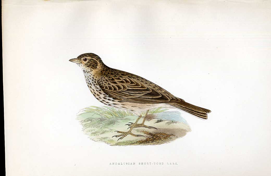 Original Old Antique Print Green Sandpiper Meyer H/C Birds 1842-50 Victorian