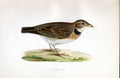 Original Old Antique Print Wood Sandpiper Meyer H/C Birds 1842-50 19th