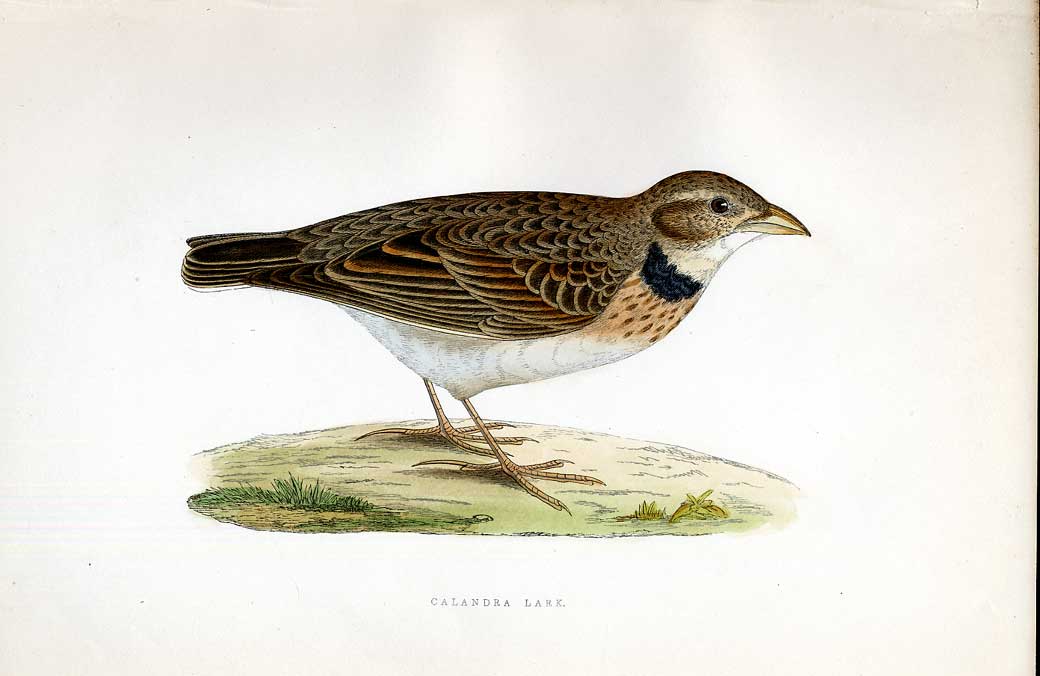 Original Old Antique Print Wood Sandpiper Meyer H/C Birds 1842-50 19th