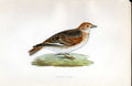 Original Old Antique Print Common Sandpiper Meyer H/C Birds 1842-50 Victorian