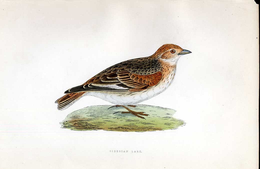 Original Old Antique Print Common Sandpiper Meyer H/C Birds 1842-50 Victorian