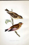 Original Old Antique Print Solitary Snipe Meyer H/C Birds 1842-50 19th