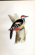 Original Old Antique Print Buff Breasted Sandpiper Meyer H/C Birds 1842-50 19th