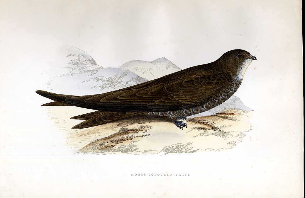 Original Old Antique Print Purple Sandpiper Meyer H/C Birds 1842-50 Victorian