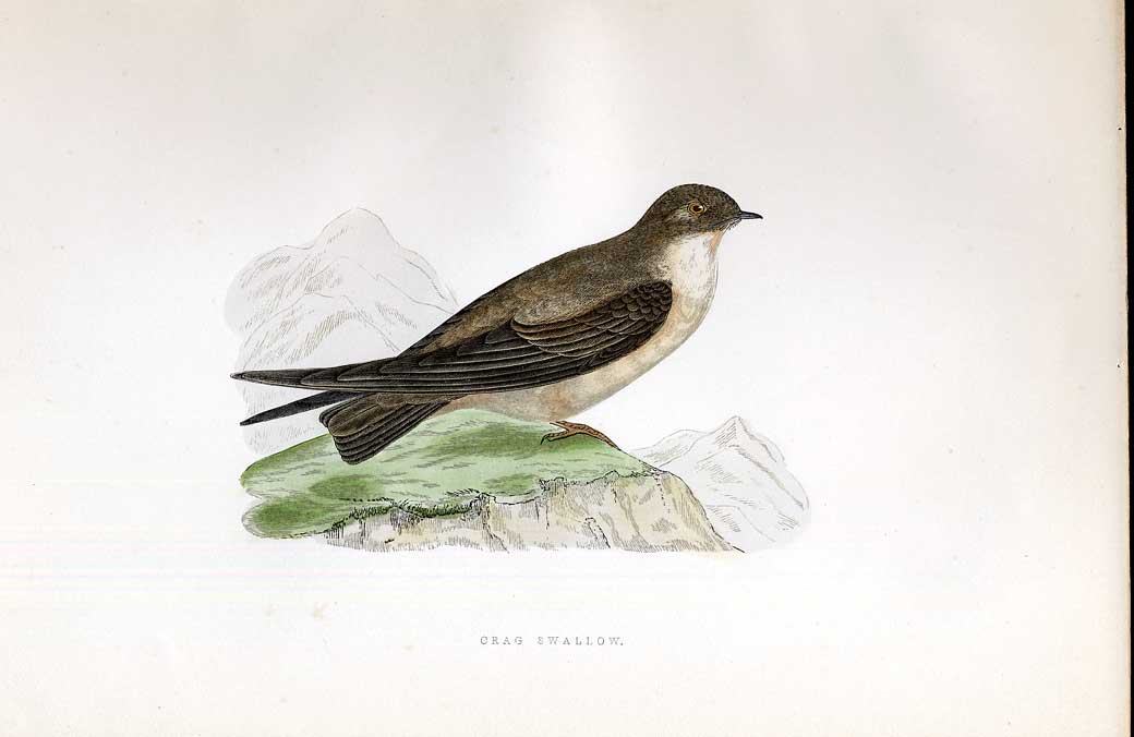 Original Old Antique Print Purre Or Dunlin Meyer H/C Birds 1842-50 Victorian
