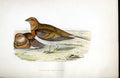 Original Old Antique Print Curlew Tringa Meyer H/C Birds 1842-50 19th