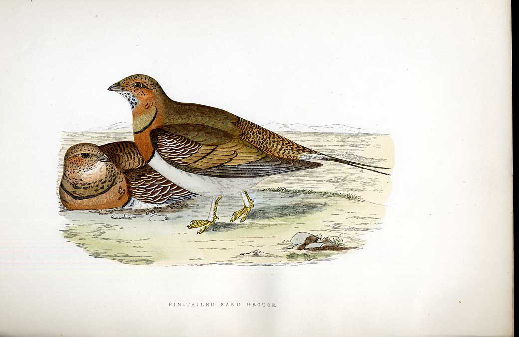 Original Old Antique Print Curlew Tringa Meyer H/C Birds 1842-50 19th