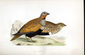 Original Old Antique Print Landrail Meyer H/C Birds 1842-50 19th