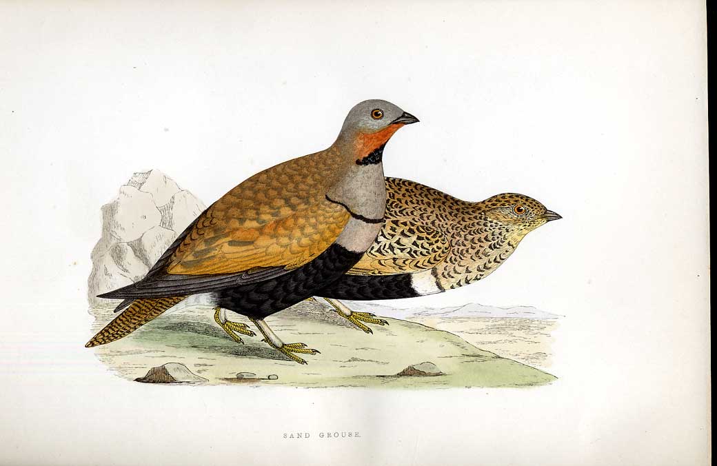 Original Old Antique Print Landrail Meyer H/C Birds 1842-50 19th