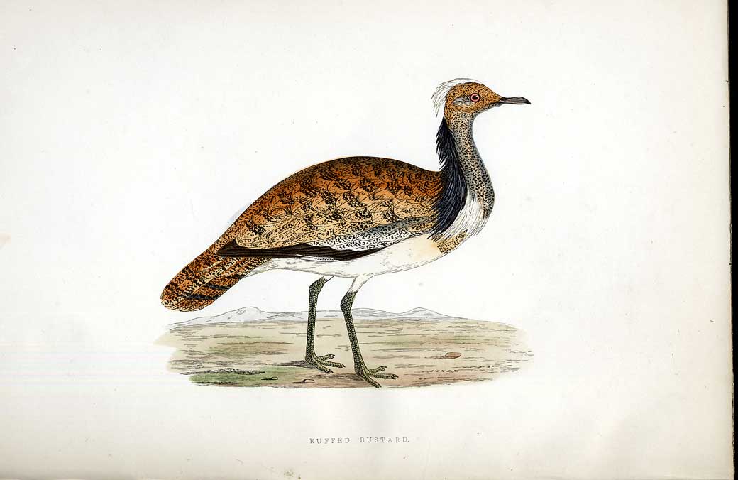 Original Old Antique Print Spotted Crake Meyer H/C Birds 1842-50 19th