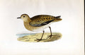 Original Old Antique Print Baillon'S Crake Meyer H/C Birds 1842-50 Victorian
