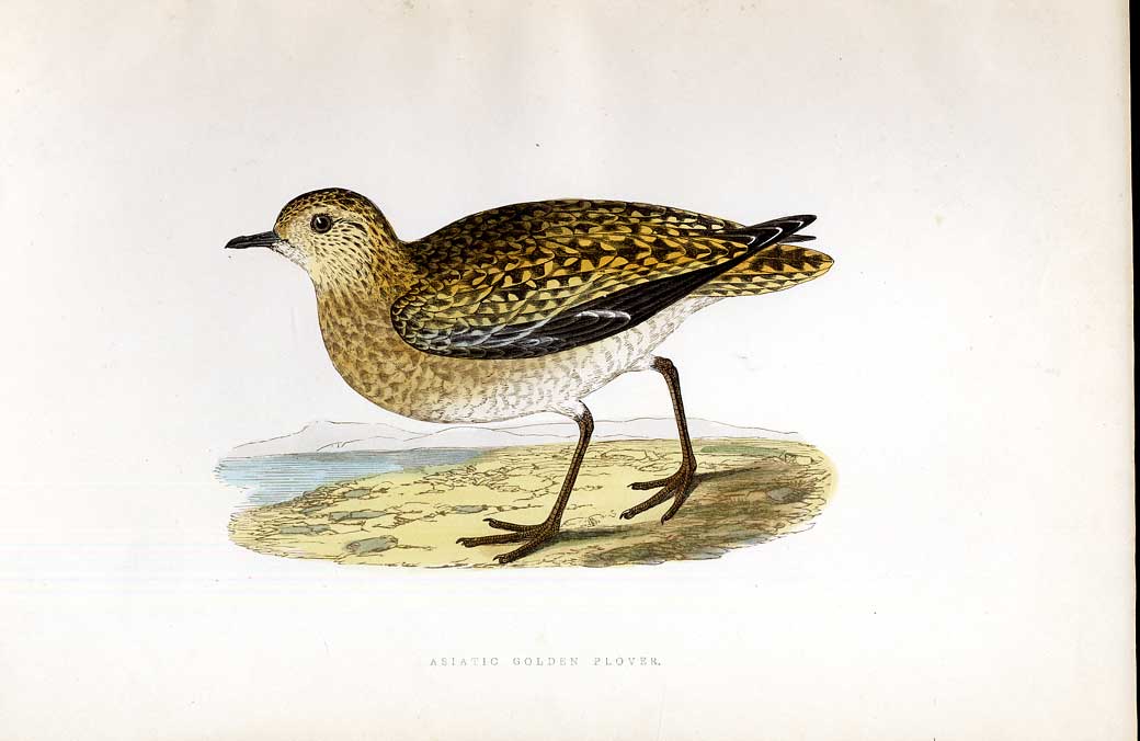 Original Old Antique Print Baillon'S Crake Meyer H/C Birds 1842-50 Victorian
