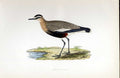 Original Old Antique Print Olivaceous Crake Meyer H/C Birds 1842-50 Victorian