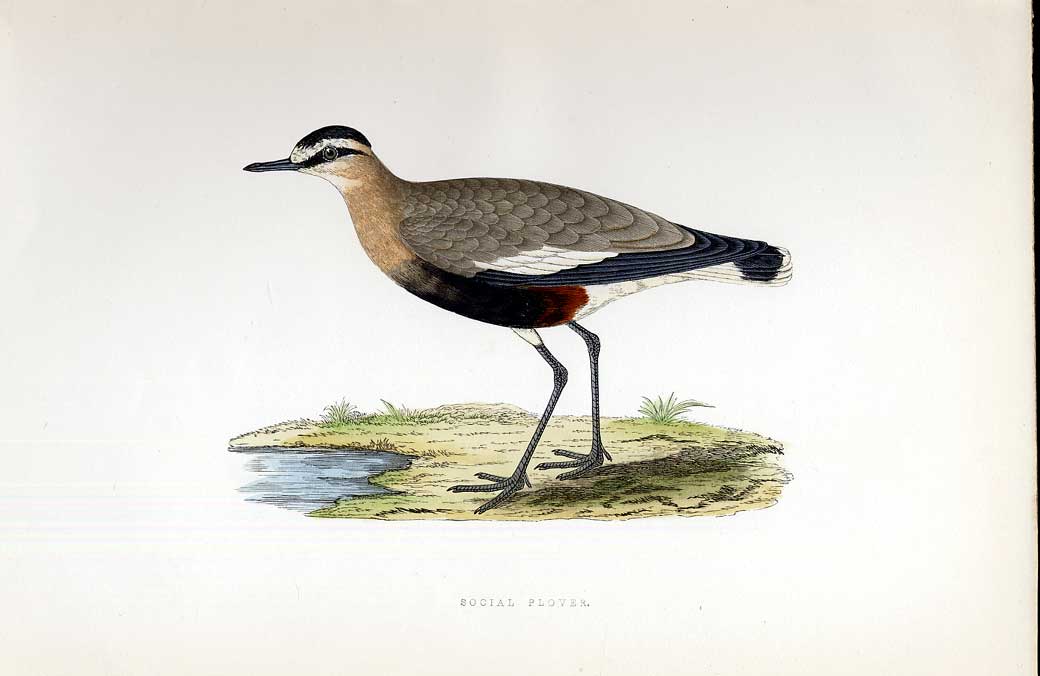 Original Old Antique Print Olivaceous Crake Meyer H/C Birds 1842-50 Victorian