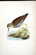 Original Old Antique Print Phalarope Meyer H/C Birds 1842-50 19th