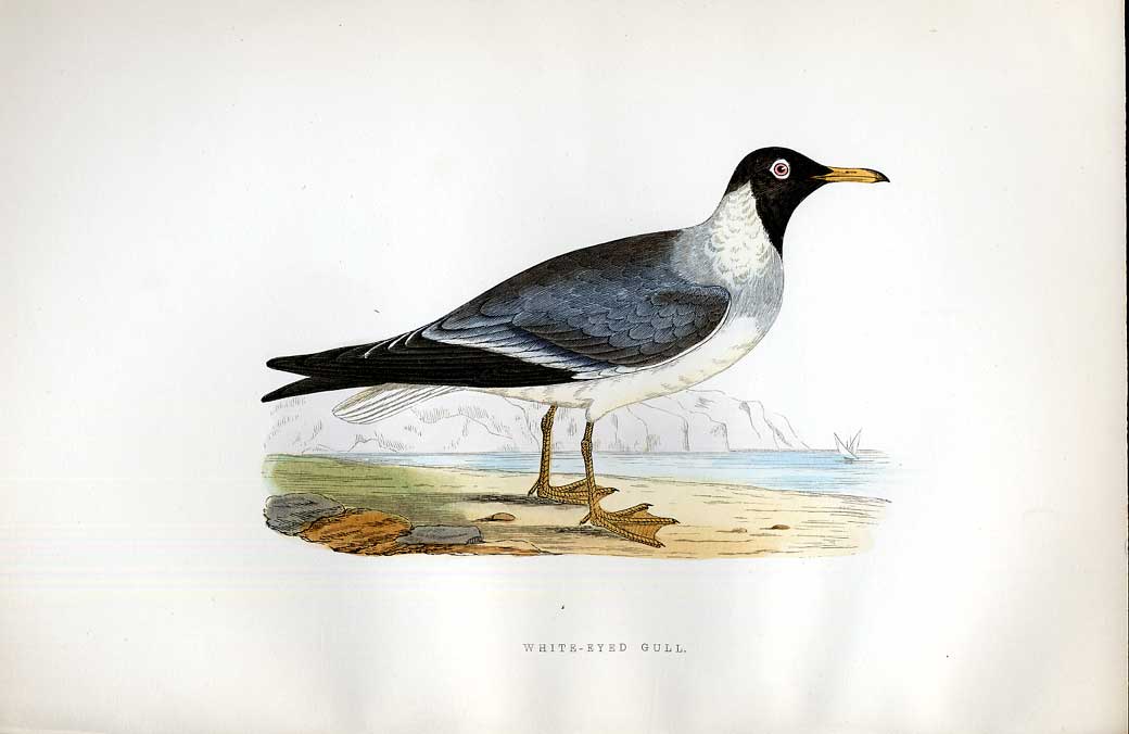 Original Old Antique Print Sanderling Meyer H/C Birds 1842-50 19th