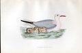 Original Old Antique Print Gen Plover Meyer H/C Birds 1842-50 19th