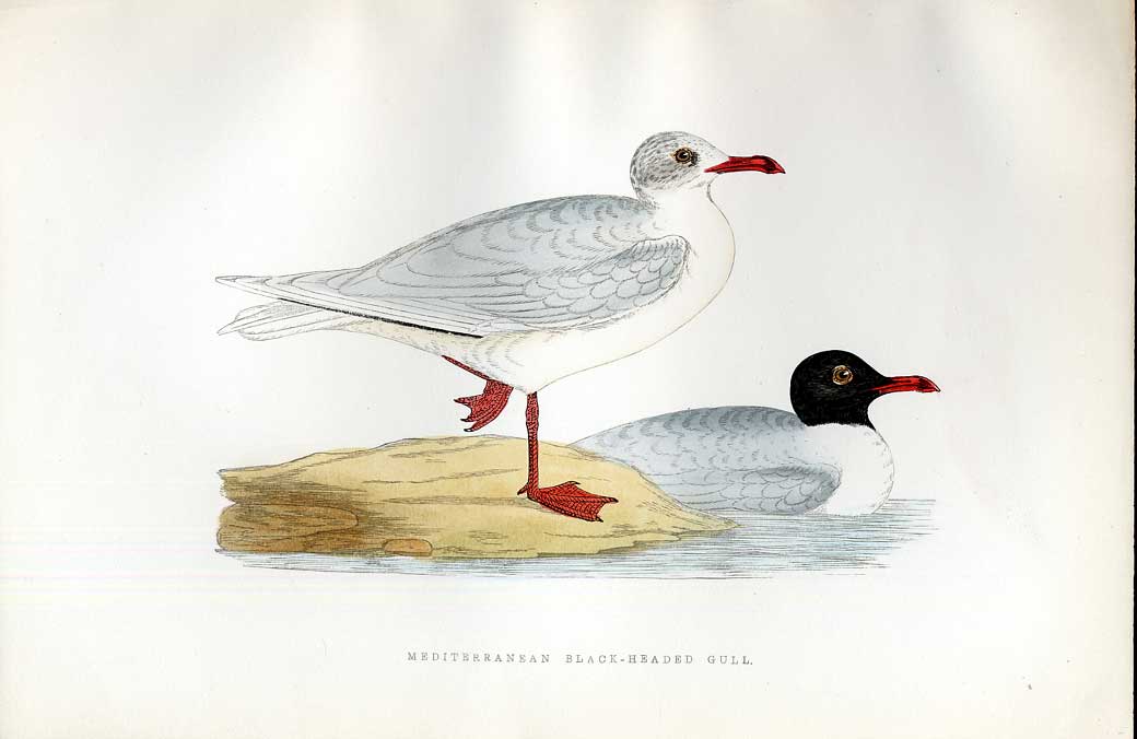 Original Old Antique Print Cream Coloured Courser Meyer H/C Birds 1842-50 19th
