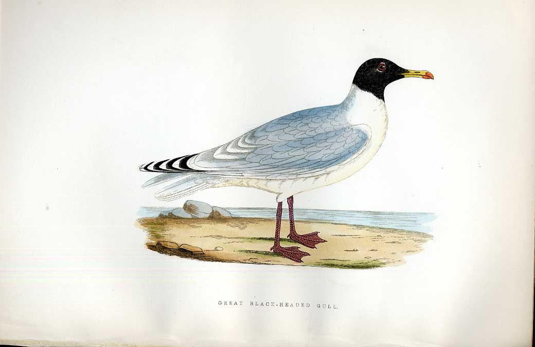 Original Old Antique Print Dotterel Meyer H/C Birds 1842-50 19th