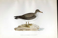 Original Old Antique Print Ring Dotterel Meyer H/C Birds 1842-50 19th