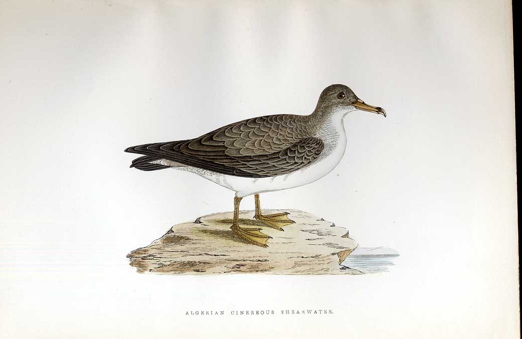 Original Old Antique Print Ring Dotterel Meyer H/C Birds 1842-50 19th