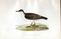 Original Old Antique Print Kentish Plover Meyer H/C Birds 1842-50 19th